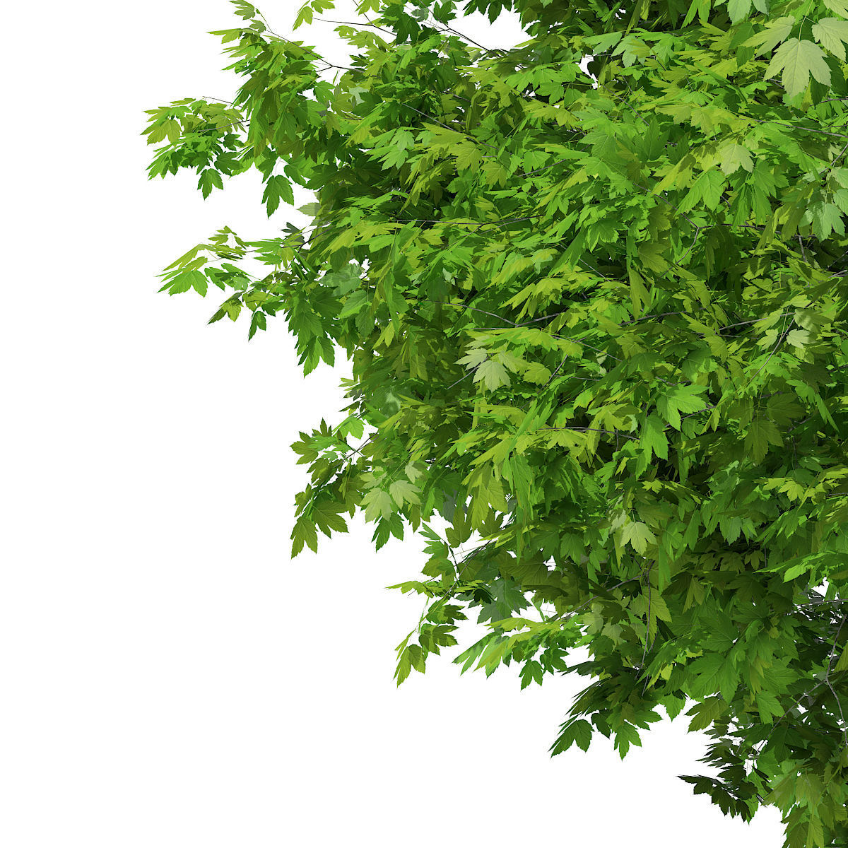 Sycamore Maple Acer pseudoplatanus 7m 3D model_6