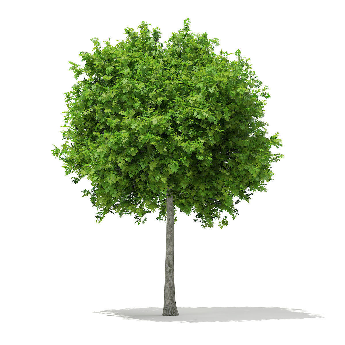 Sycamore Maple Acer pseudoplatanus 7m 3D model_2