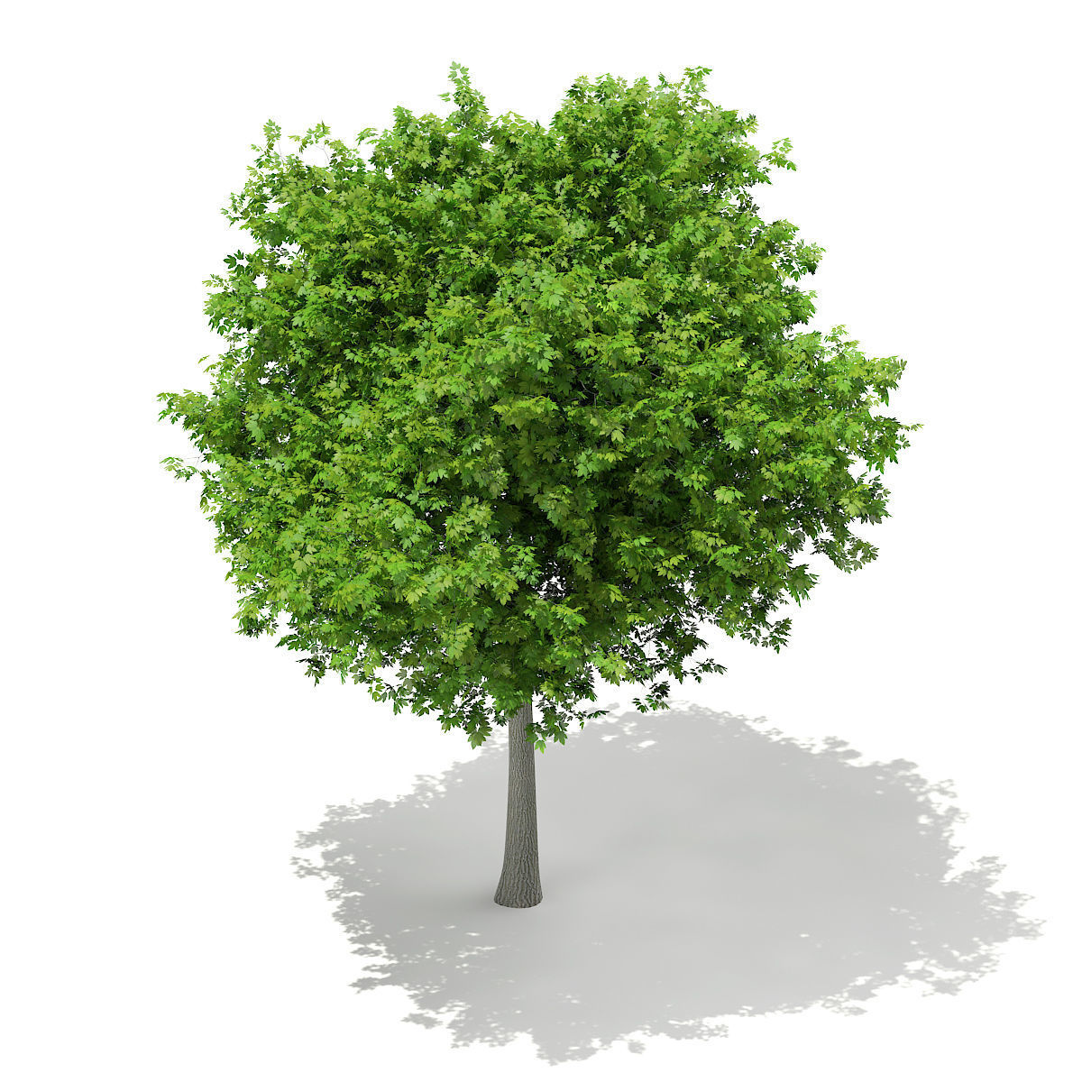 Sycamore Maple Acer pseudoplatanus 7m 3D model_4