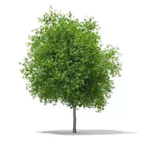 Sycamore Maple Acer pseudoplatanus 10m 3D model