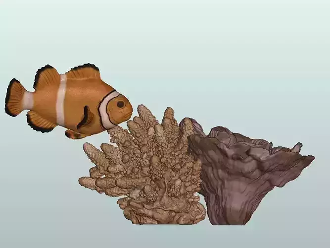 Clown Fish 3D print model