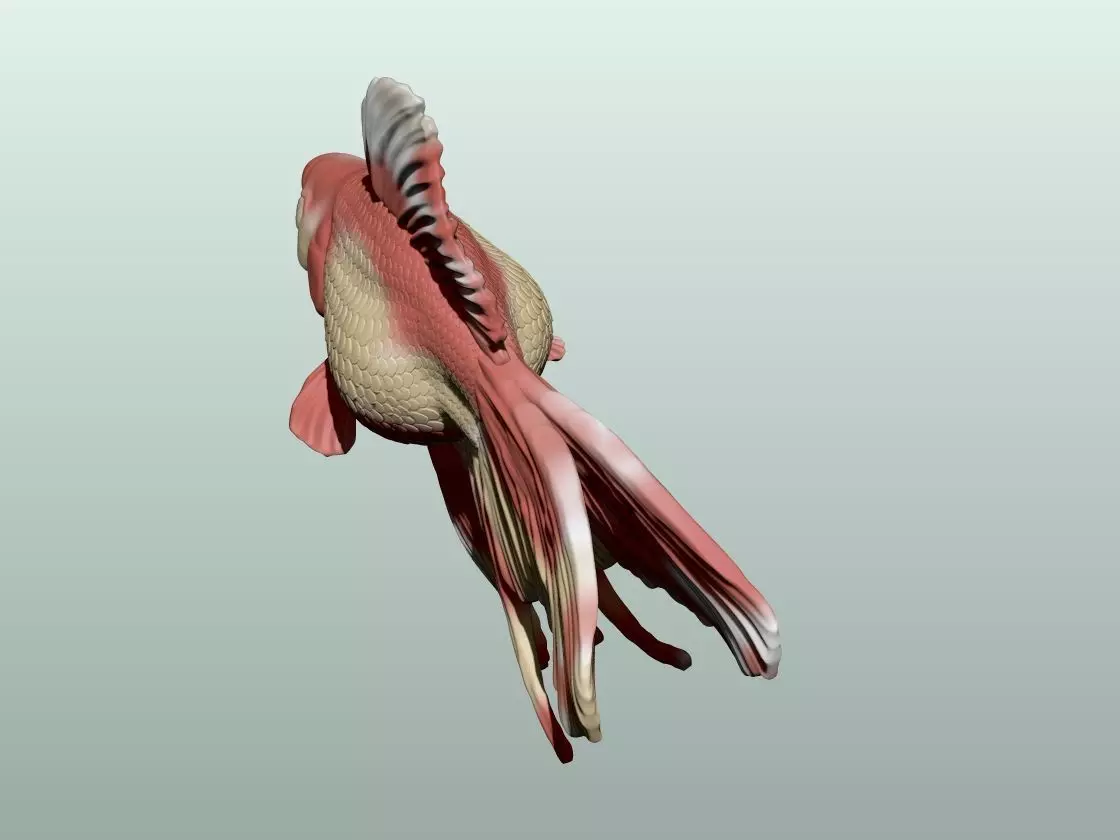 Goldfish Pose 2 3D print model_2