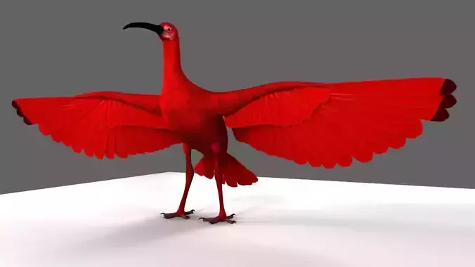 Scarlet-ibis Animation 3D model