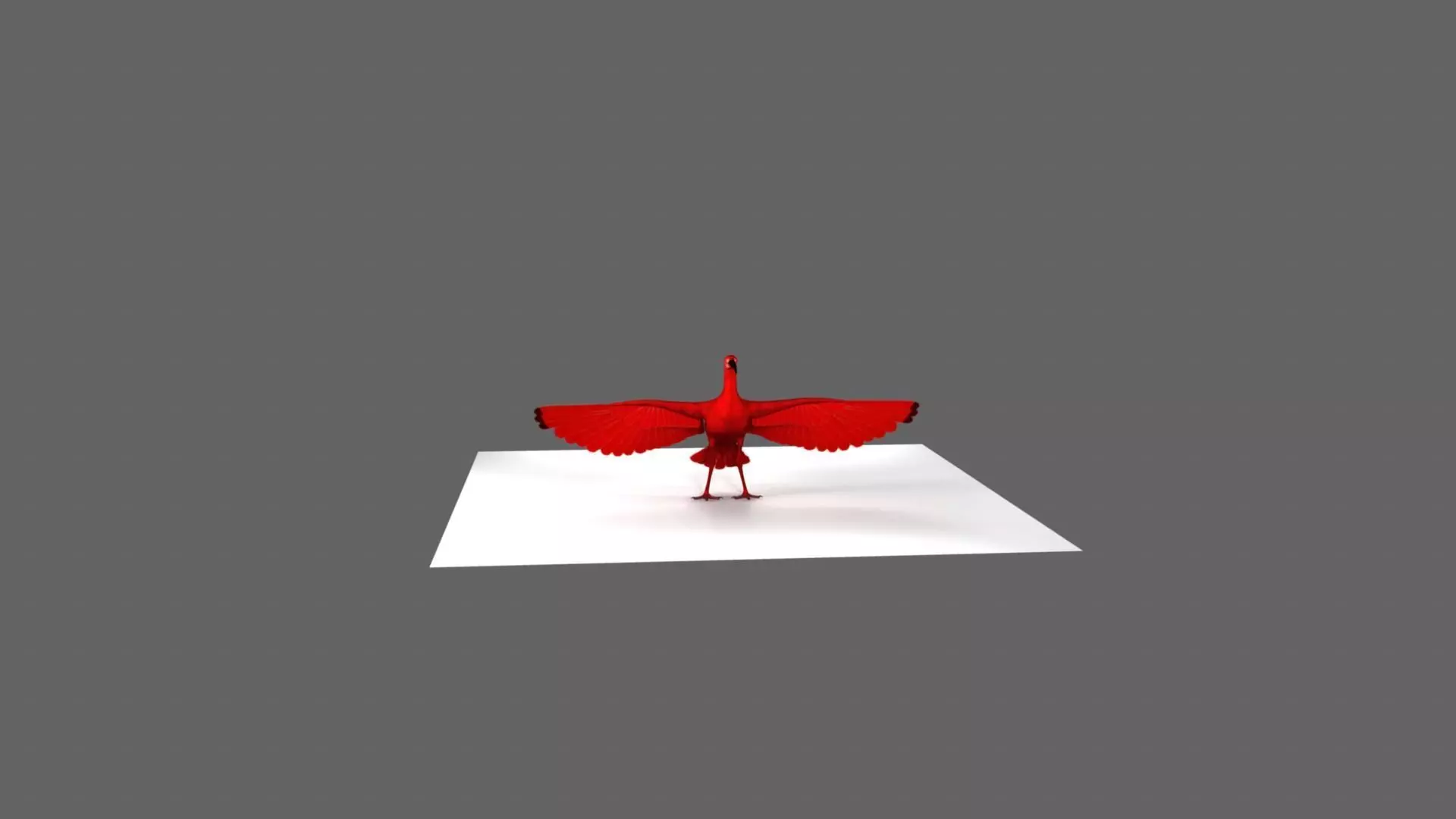 Scarlet-ibis Animation 3D model_18