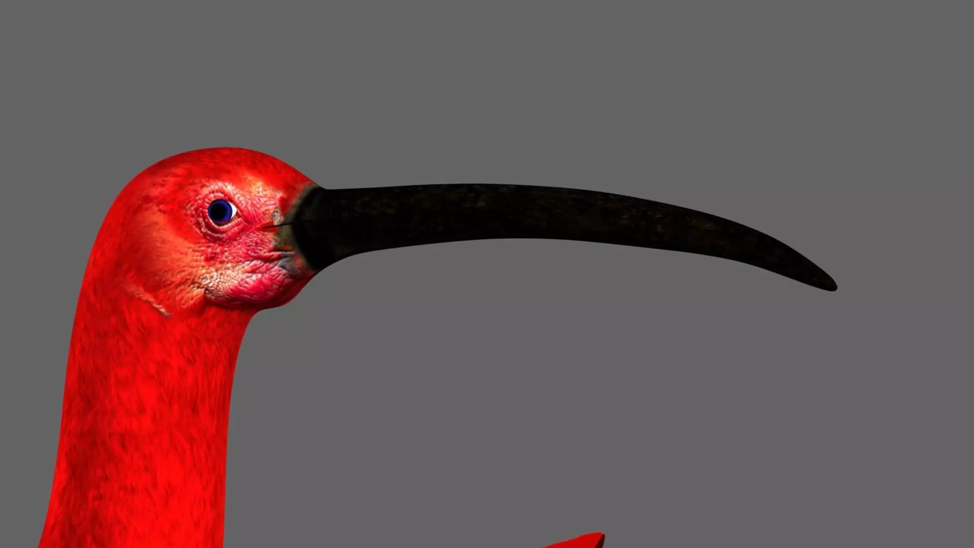 Scarlet-ibis Animation 3D model_17