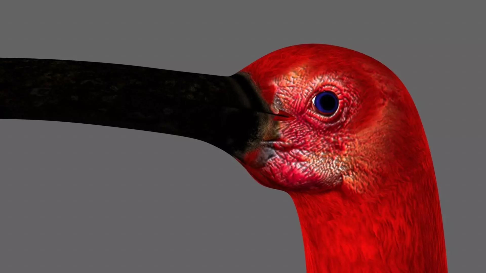 Scarlet-ibis Animation 3D model_15