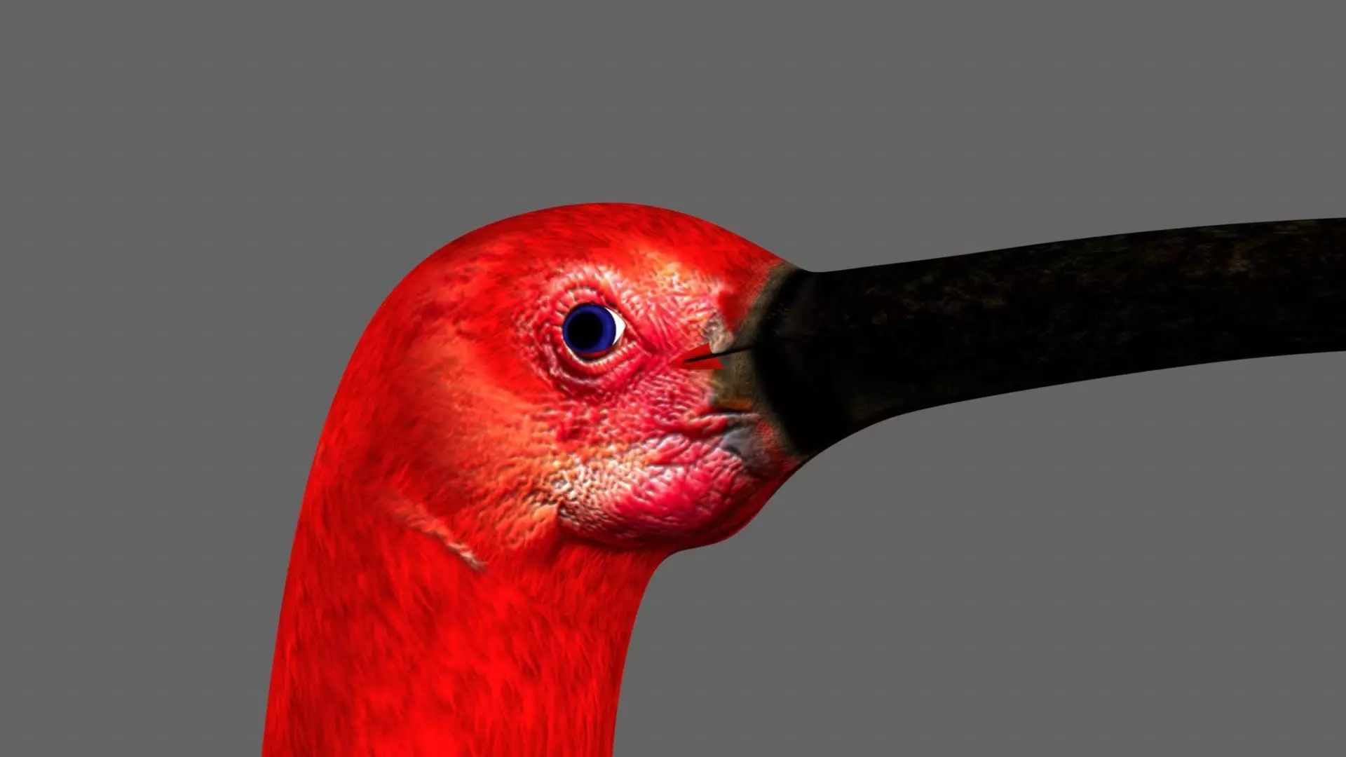 Scarlet-ibis Animation 3D model_16
