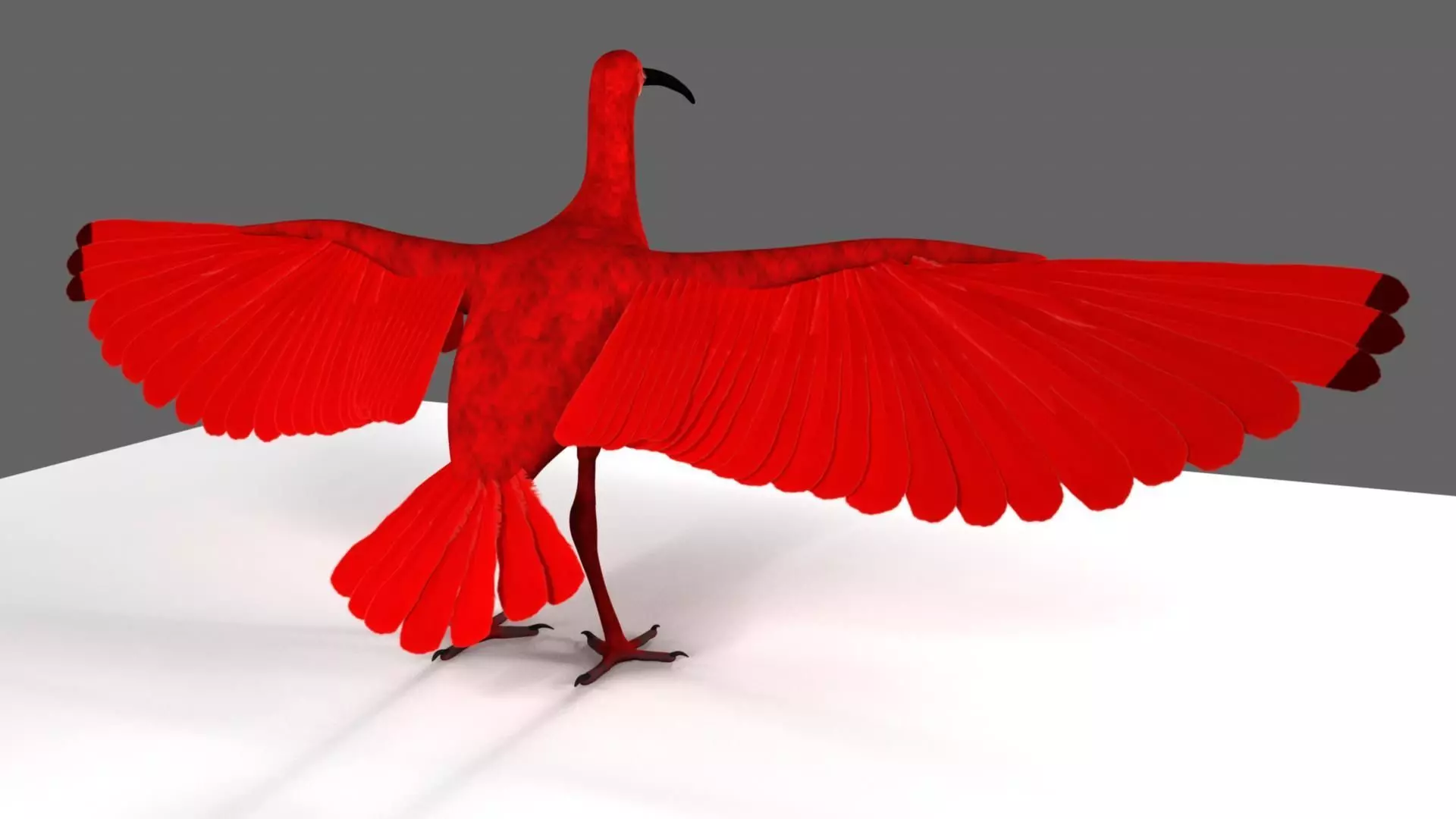 Scarlet-ibis Animation 3D model_25