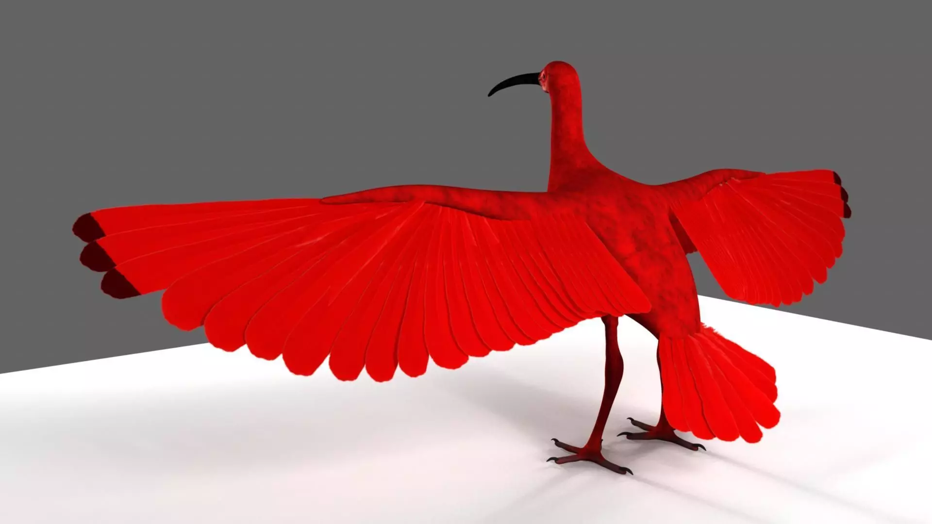 Scarlet-ibis Animation 3D model_36
