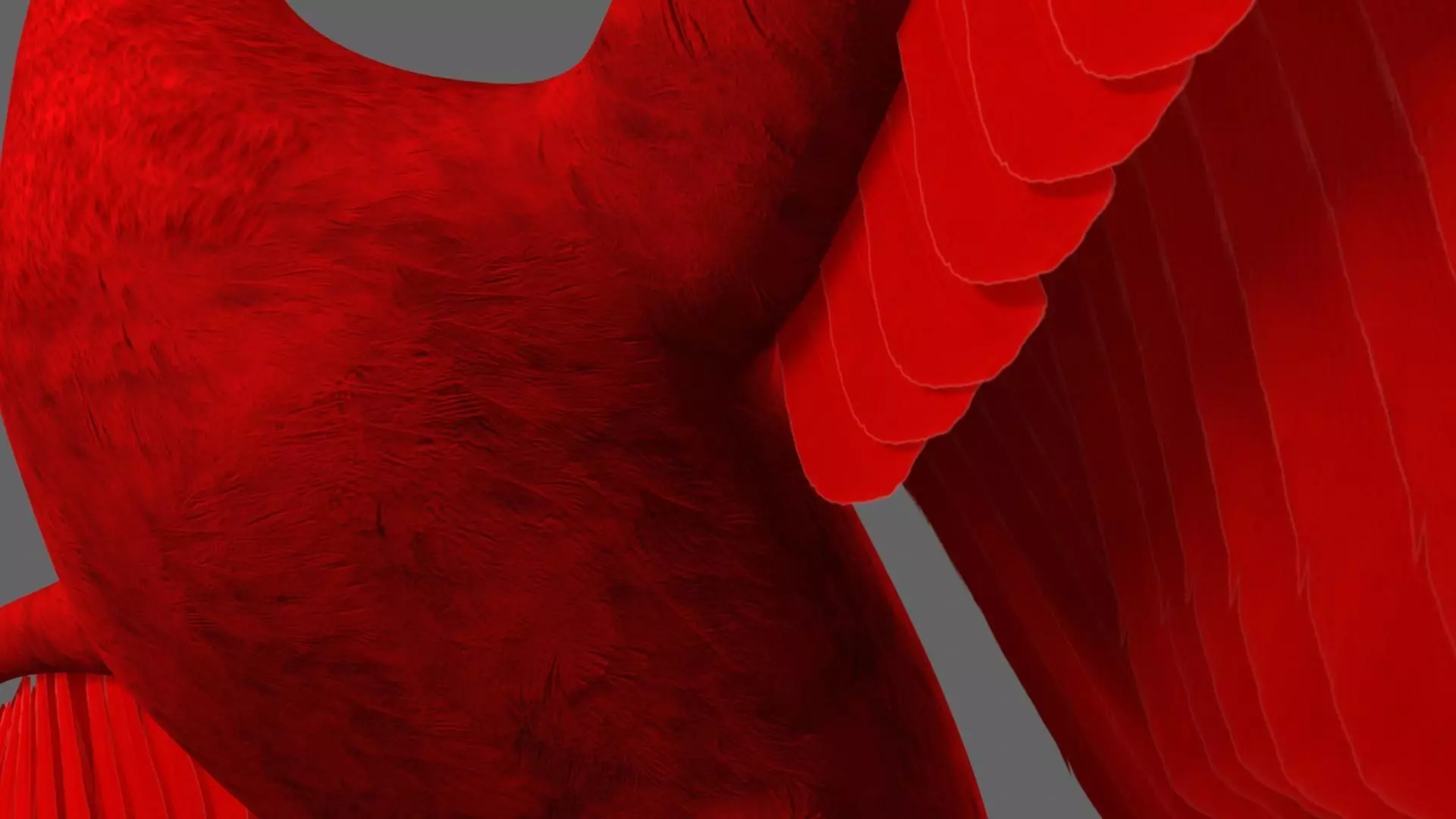 Scarlet-ibis Animation 3D model_9