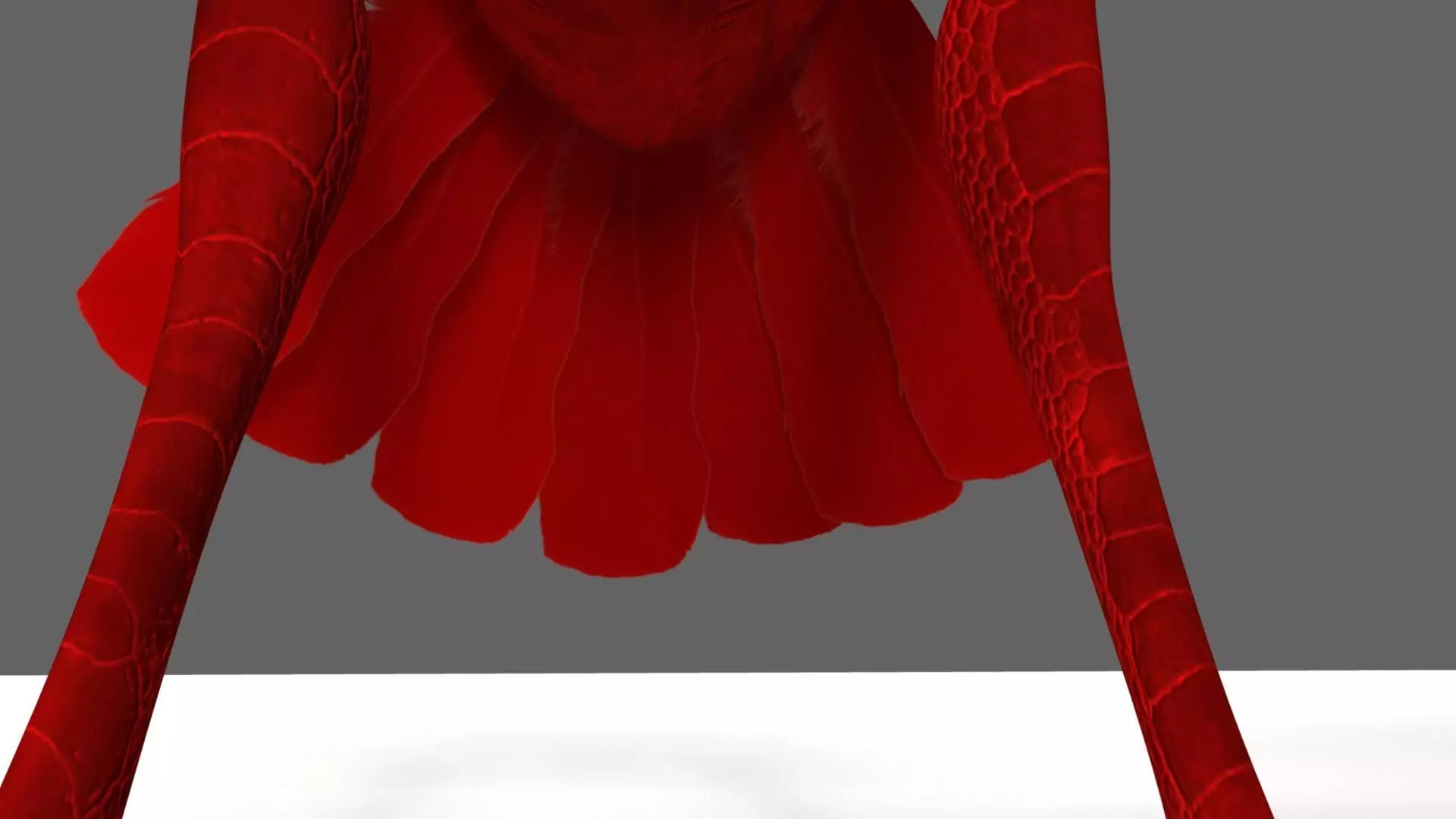 Scarlet-ibis Animation 3D model_6