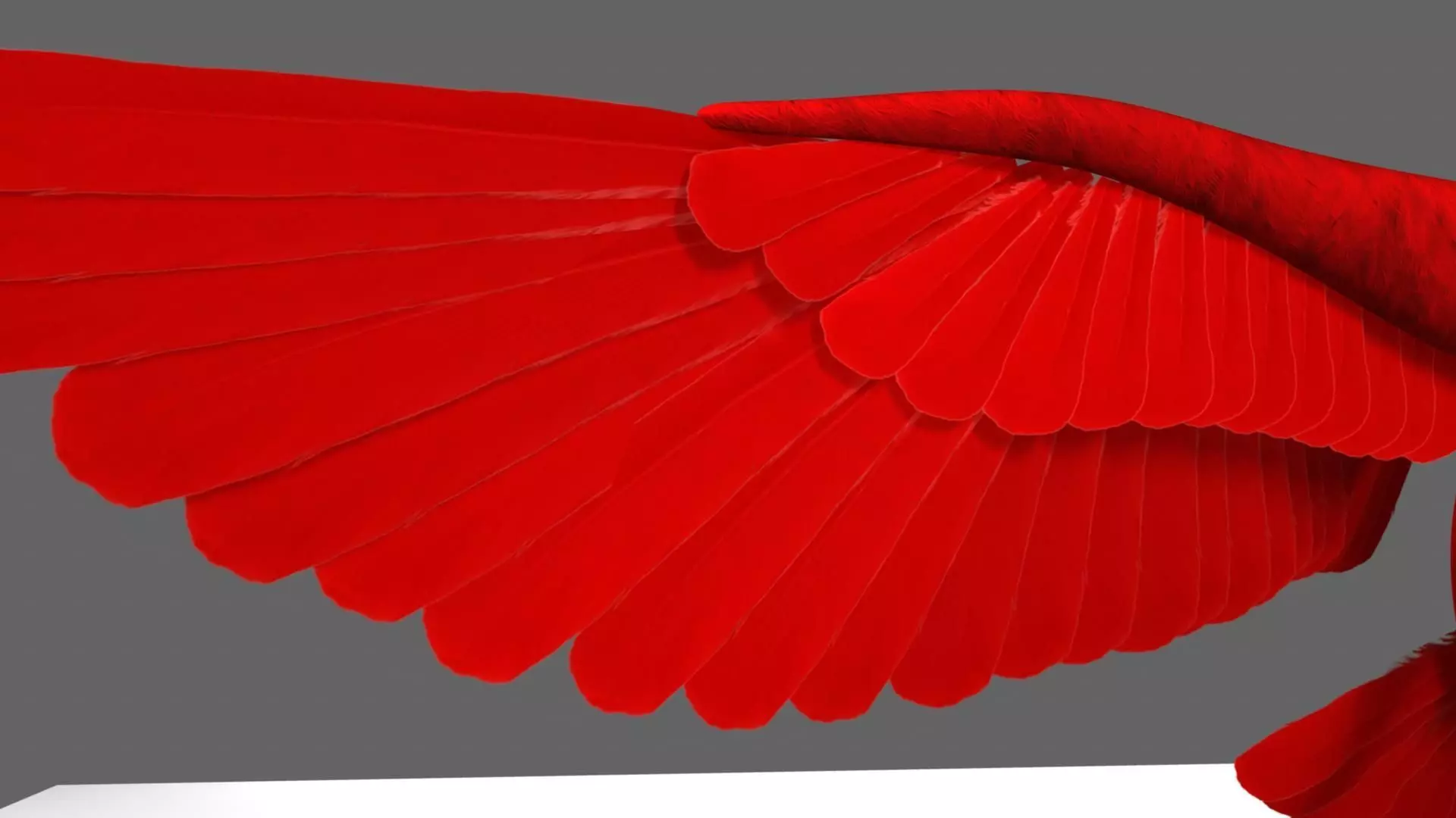 Scarlet-ibis Animation 3D model_12