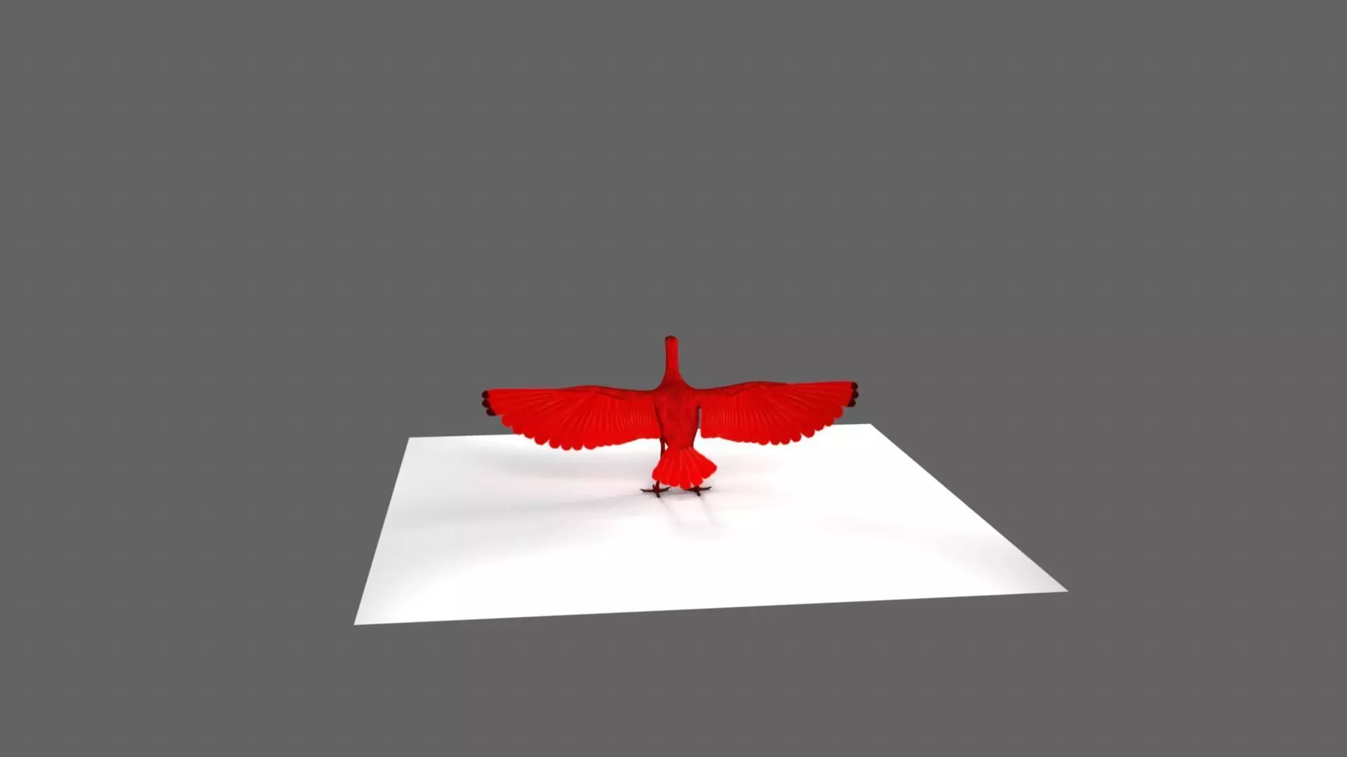 Scarlet-ibis Animation 3D model_19