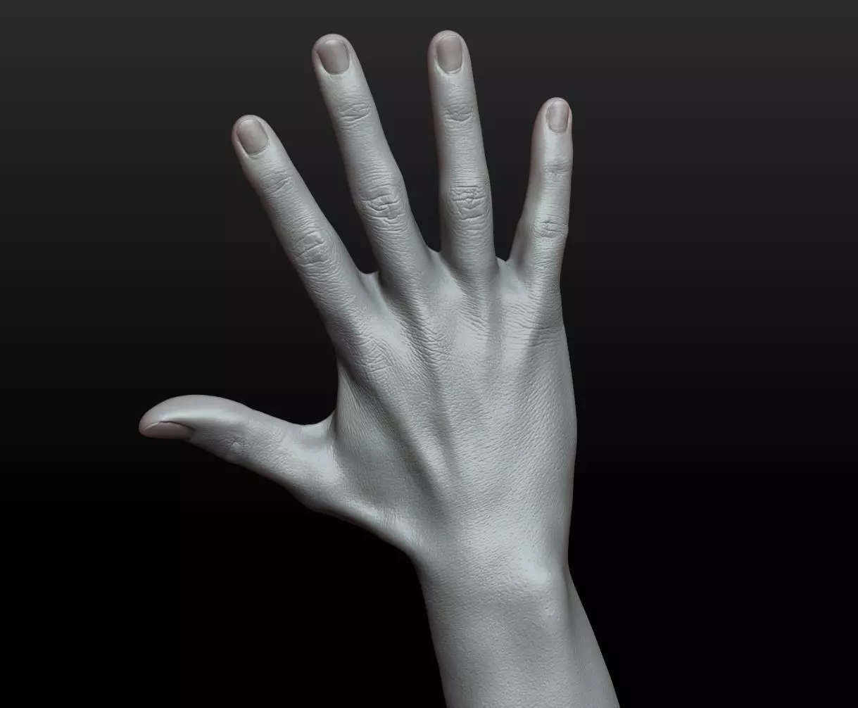 Rigged Highpoly Male Female Hand zbrush 3D print model_23