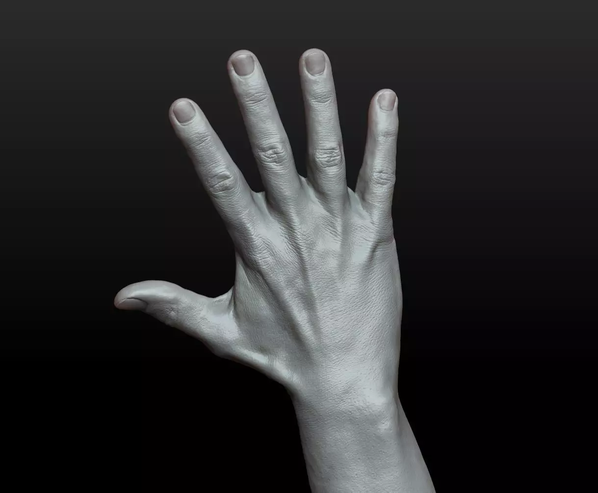 Rigged Highpoly Male Female Hand zbrush 3D print model_17