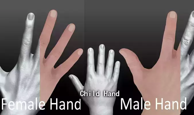 Rigged Highpoly Male Female Hand zbrush
