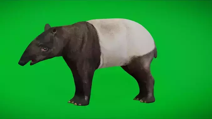 Malayan Asian Tapir Low-poly 3D model