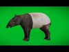 Malayan Asian Tapir Low-poly 3D model_1