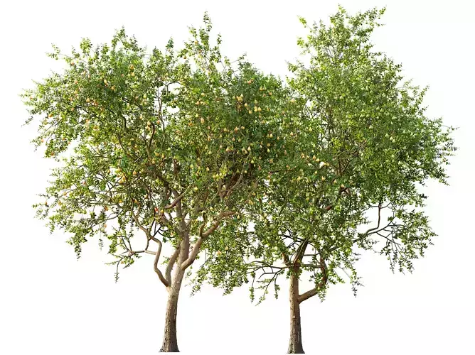 AV Fruit Trees Pear Pyrus Communis Green and Yellow 3D model