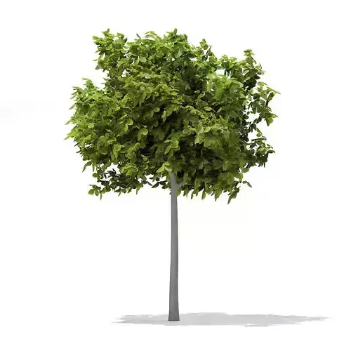 European Beech Fagus sylvatica 2m