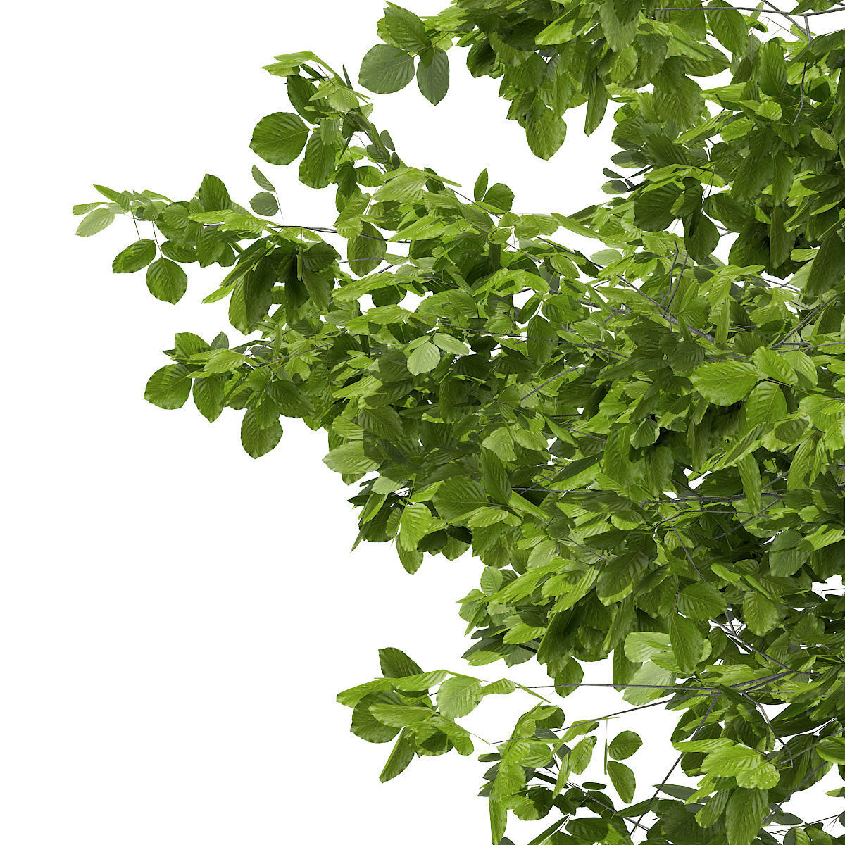 European Beech Fagus sylvatica 5m 3D model_6