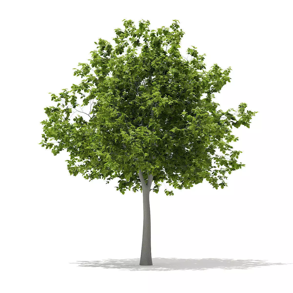 European Beech Fagus sylvatica 5m 3D model_0