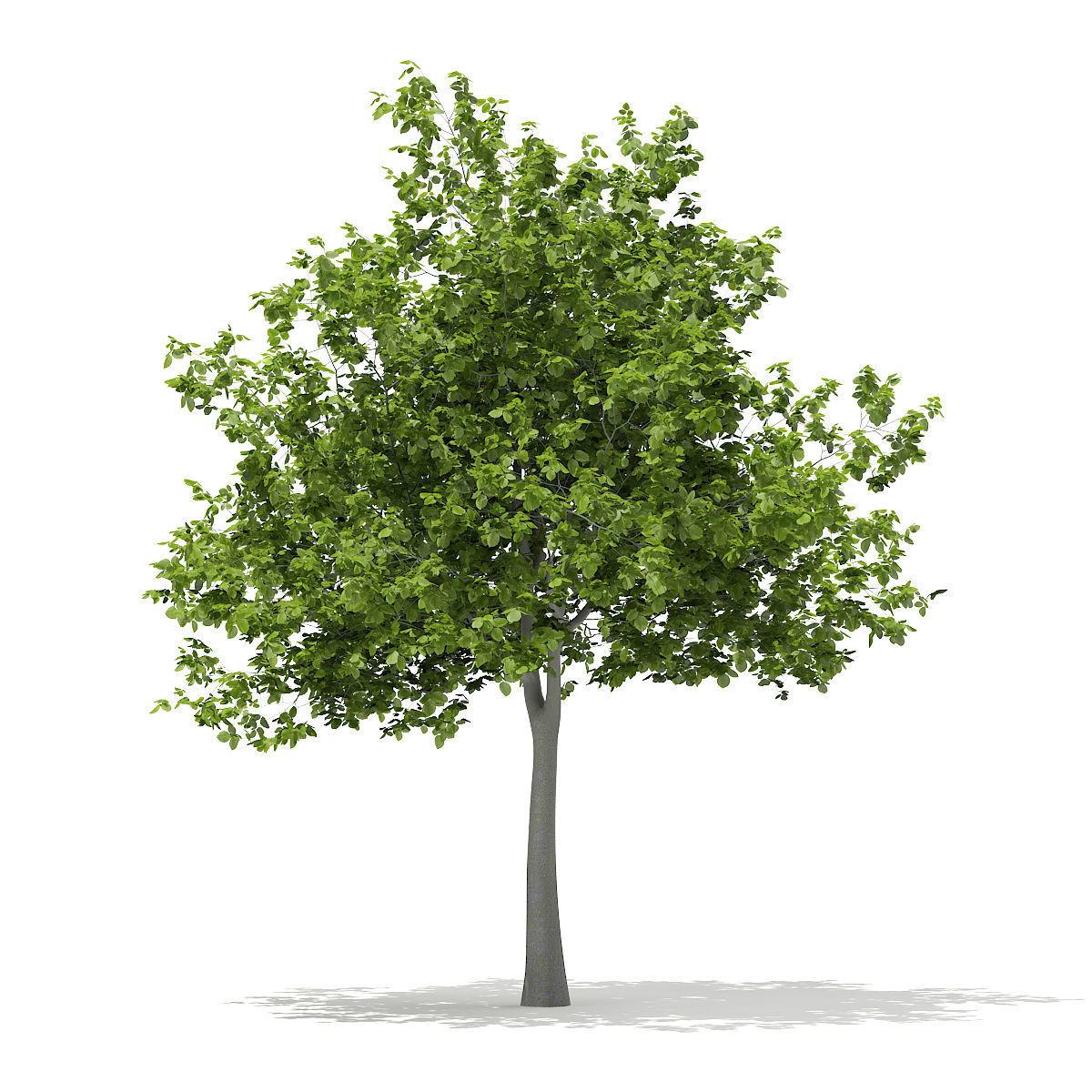 European Beech Fagus sylvatica 5m 3D model_2