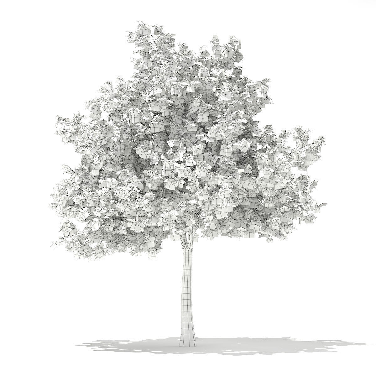 European Beech Fagus sylvatica 5m 3D model_3