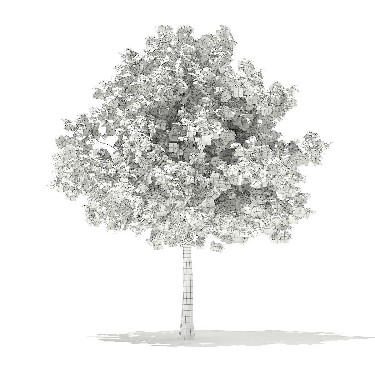European Beech Fagus sylvatica 5m 3D model_1