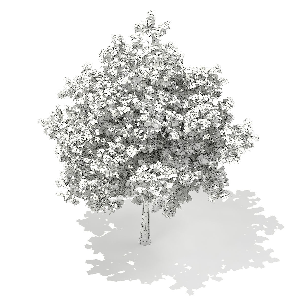 European Beech Fagus sylvatica 5m 3D model_5