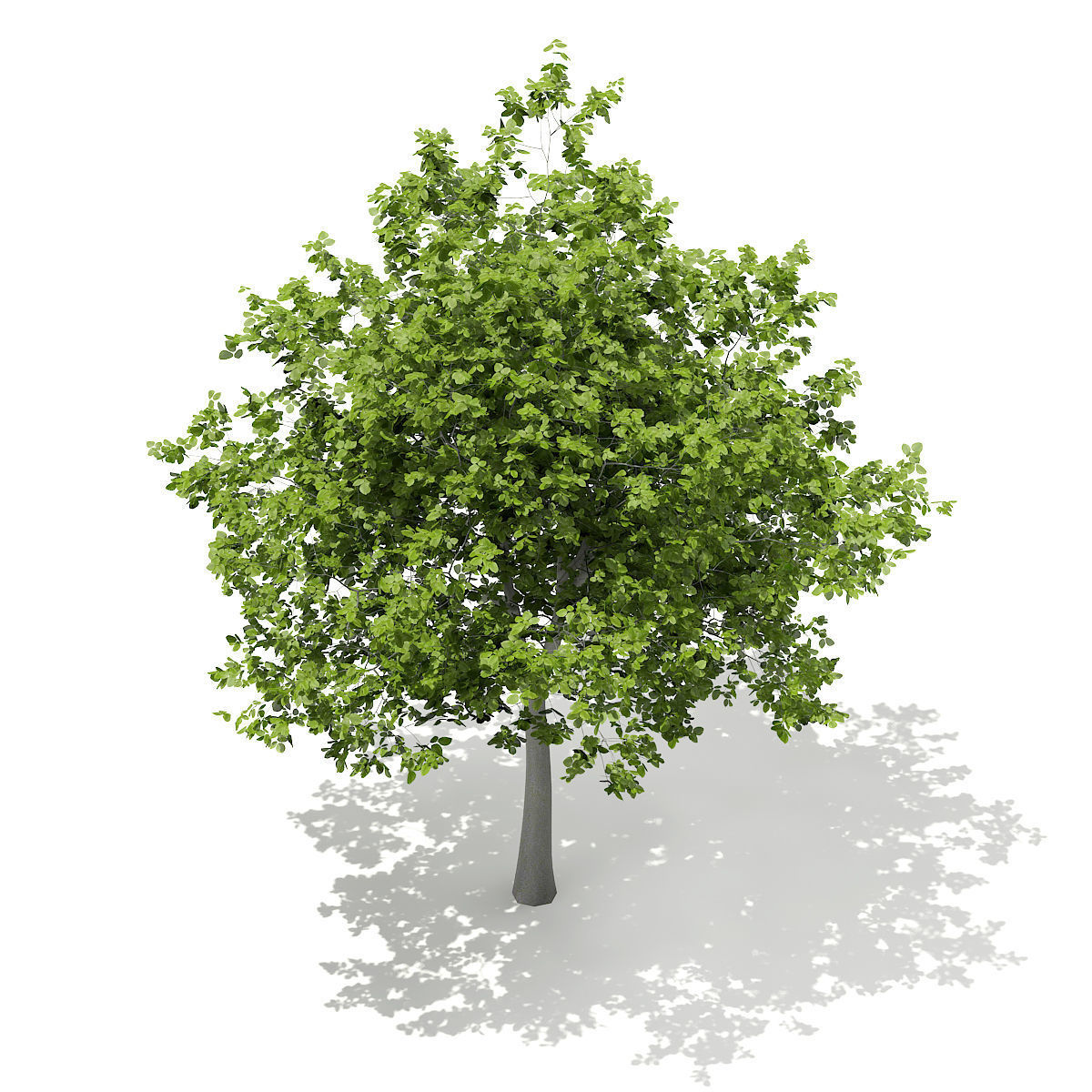 European Beech Fagus sylvatica 5m 3D model_4