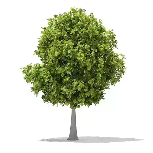 European Beech Fagus sylvatica 6m