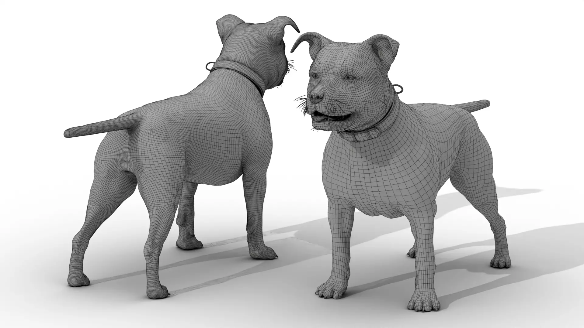 Pitbull Low-poly 3D model_11