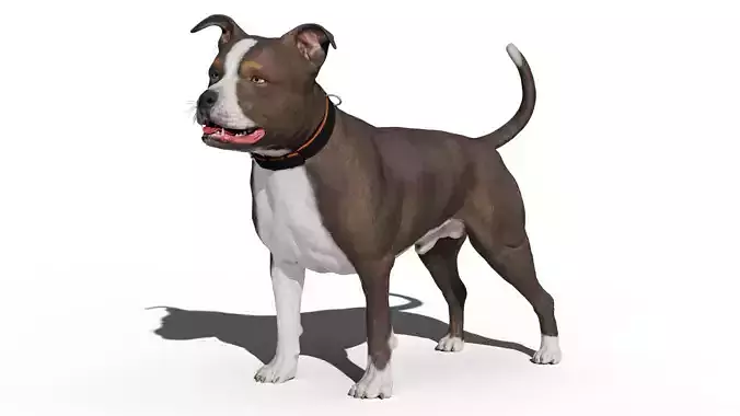 Pitbull Low-poly 3D model