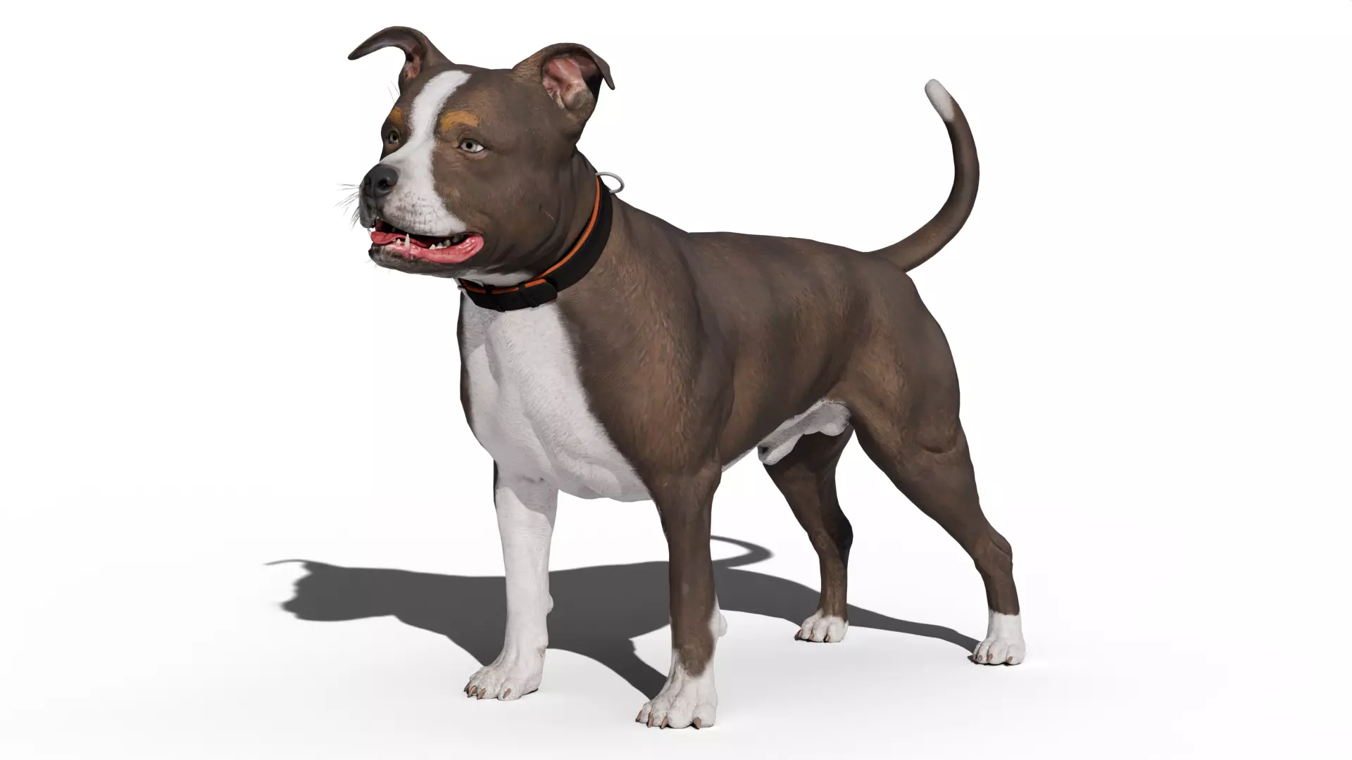 Pitbull Low-poly 3D model_0