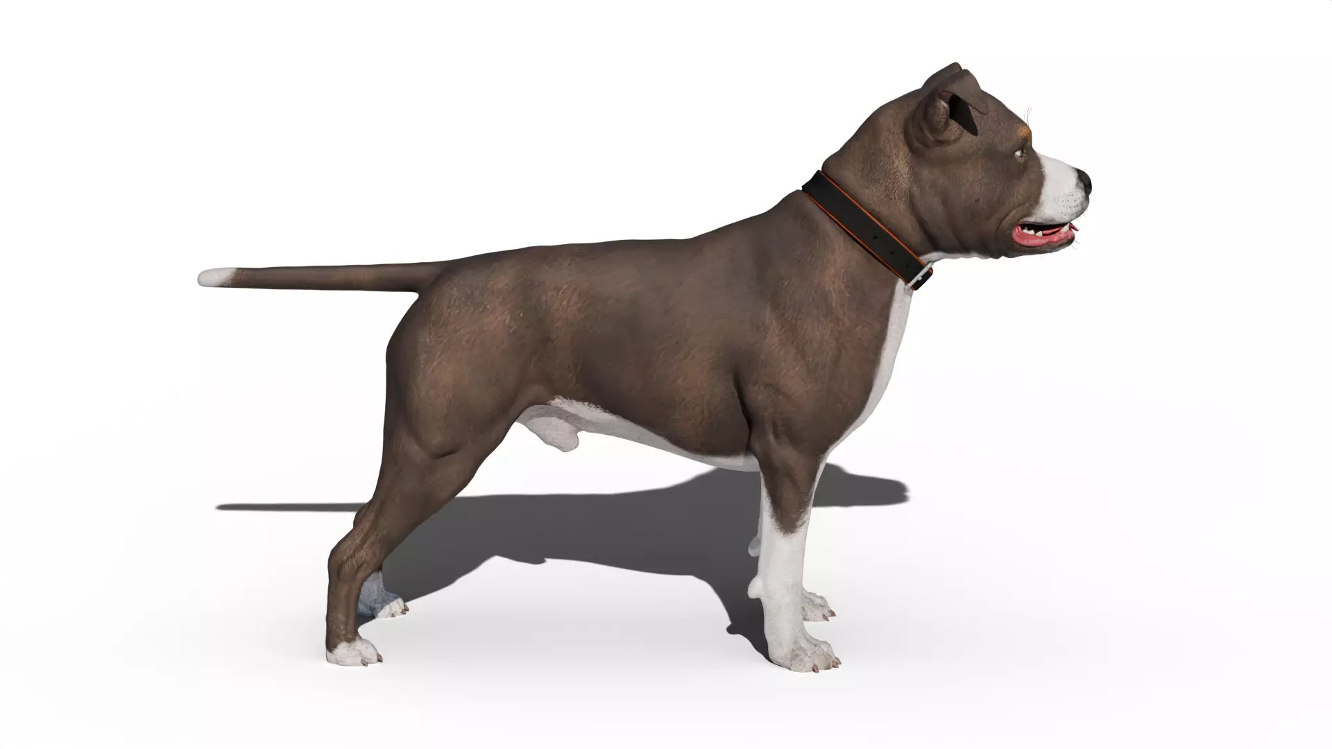 Pitbull Low-poly 3D model_5