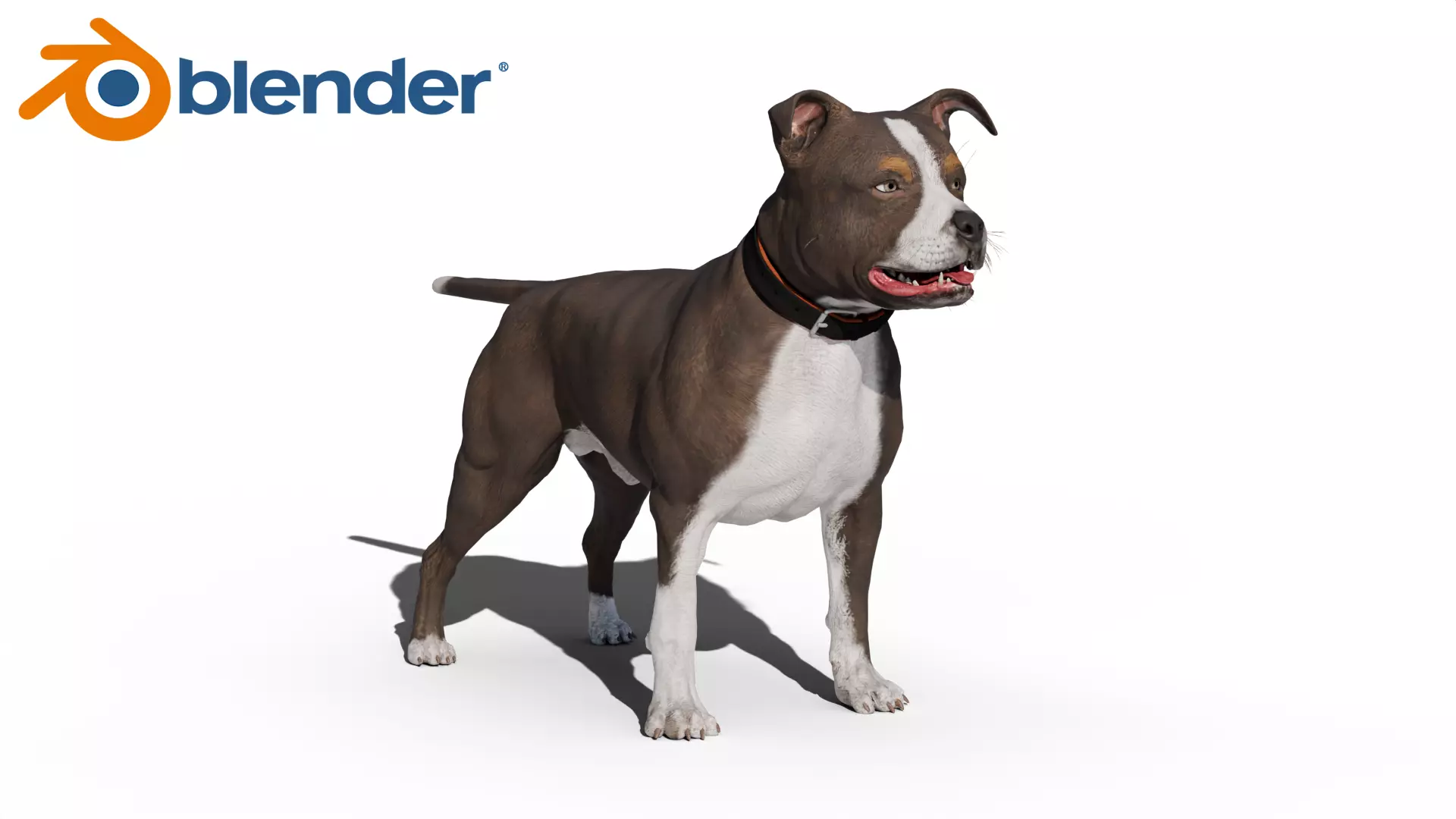 Pitbull Low-poly 3D model_13