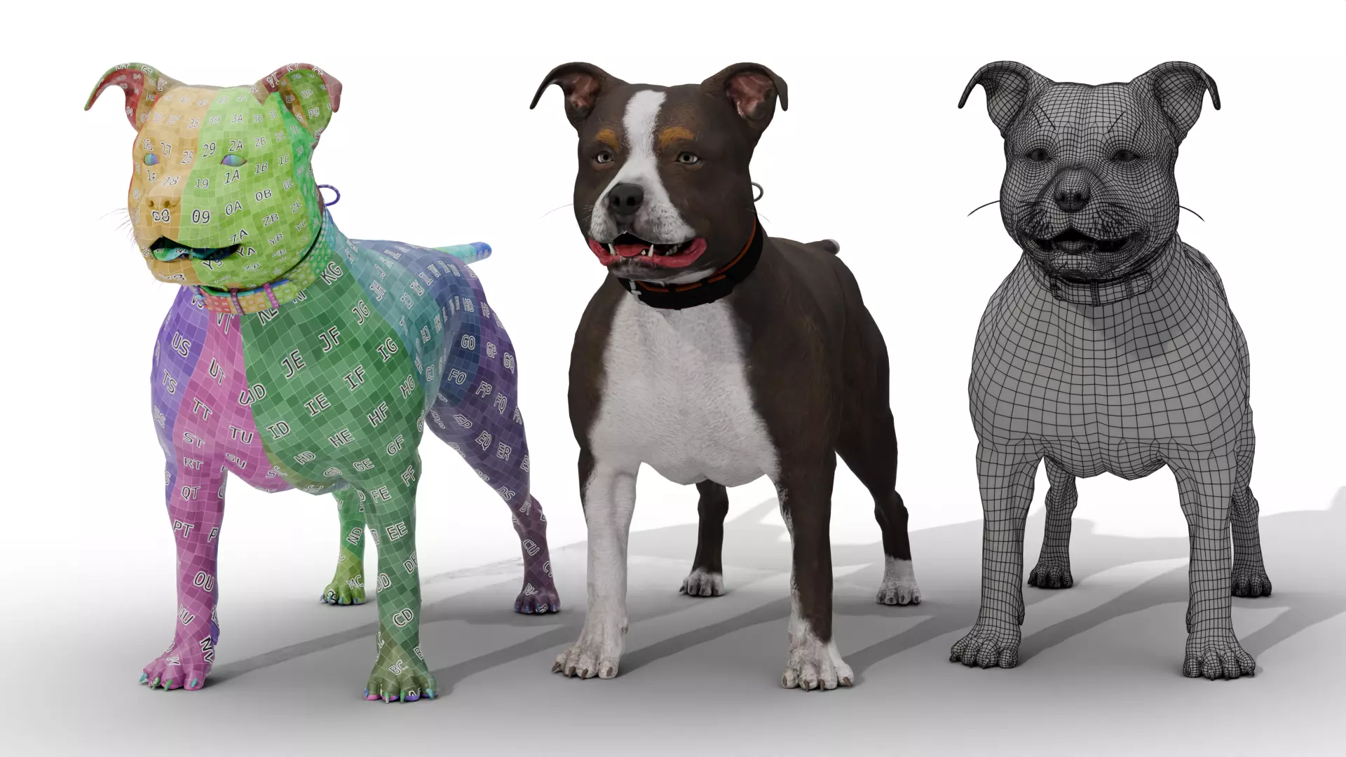 Pitbull Low-poly 3D model_10