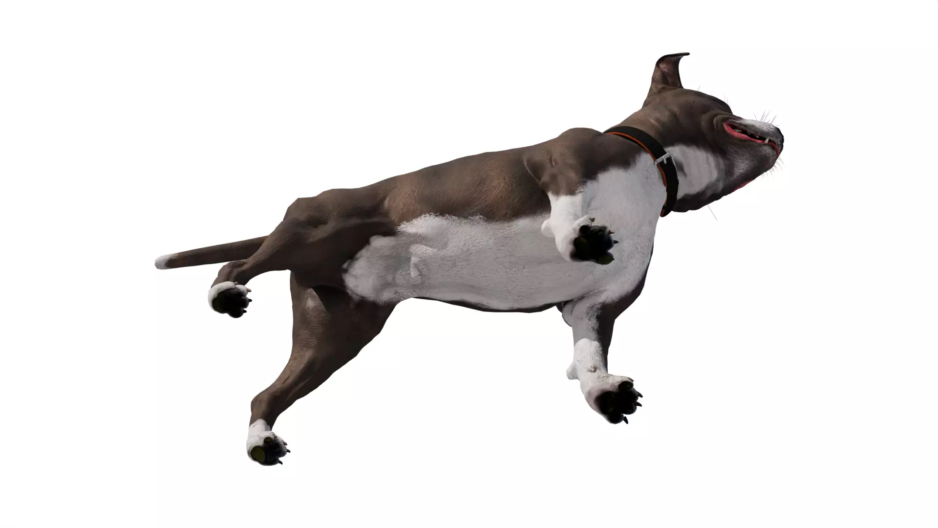 Pitbull Low-poly 3D model_7
