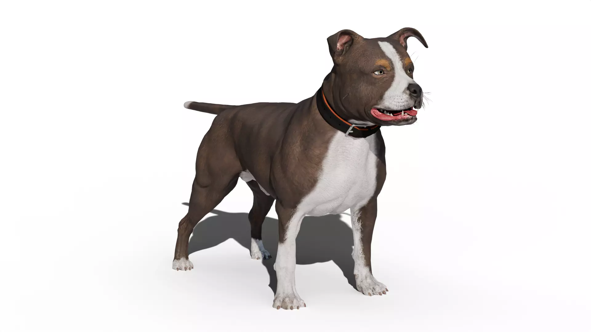 Pitbull Low-poly 3D model_3