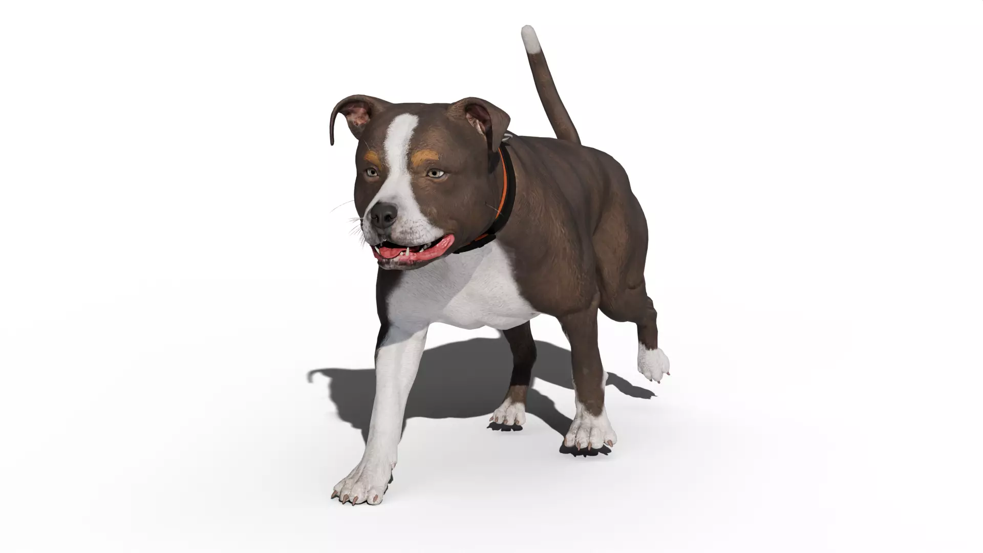 Pitbull Low-poly 3D model_2