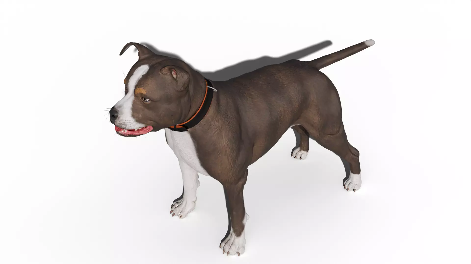 Pitbull Low-poly 3D model_6
