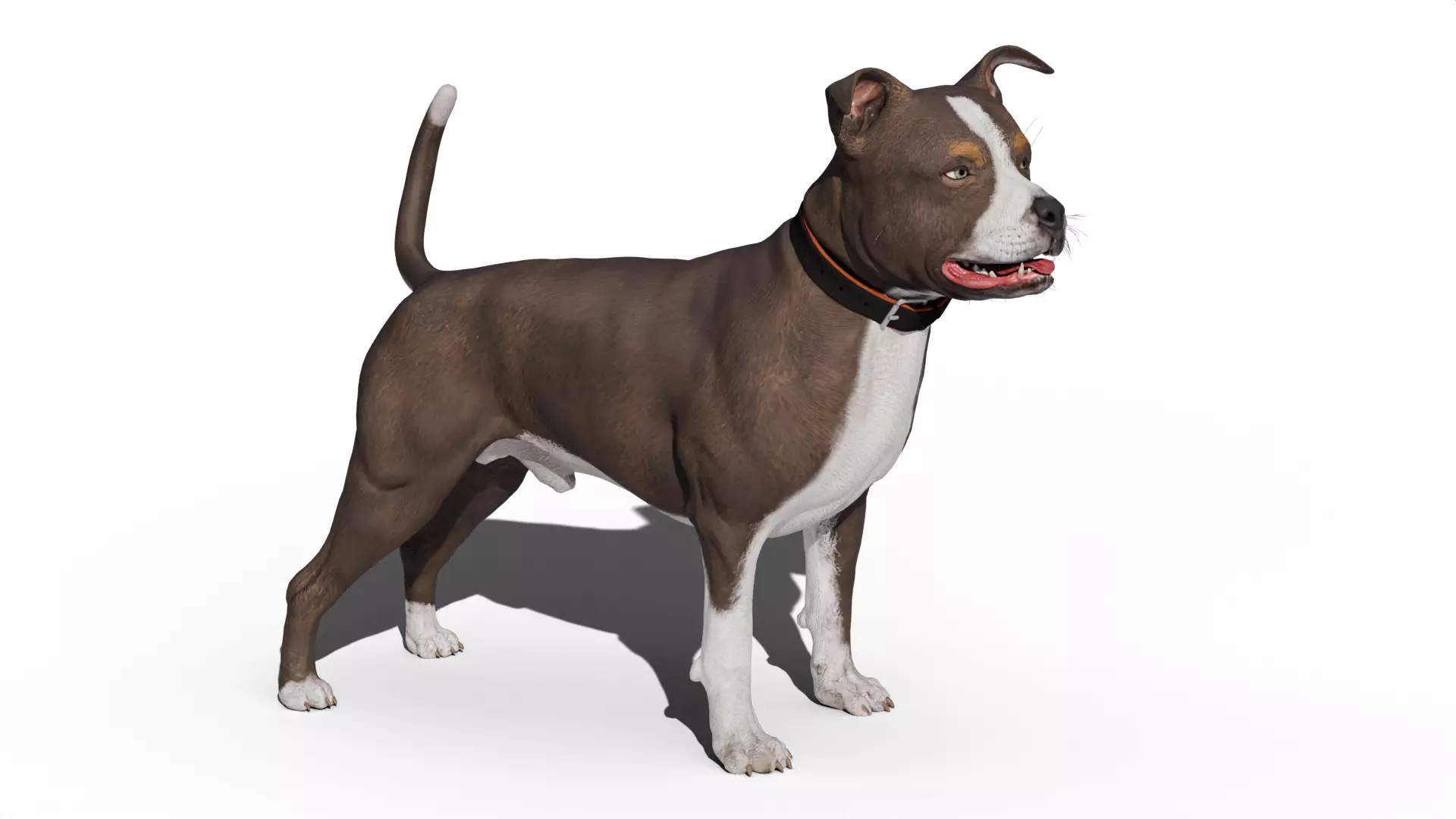 Pitbull Low-poly 3D model_1