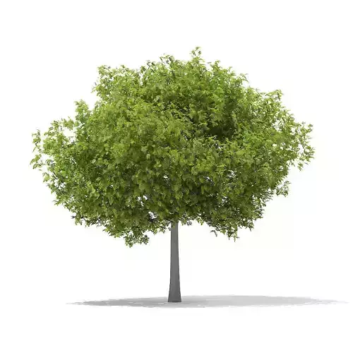 European Beech Fagus sylvatica 9m