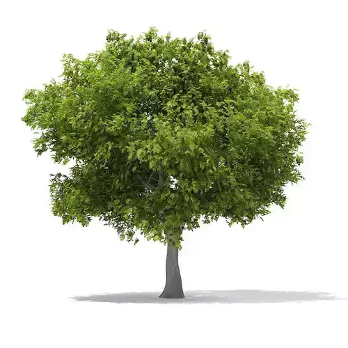 European Beech Fagus sylvatica 9m 1 3D model