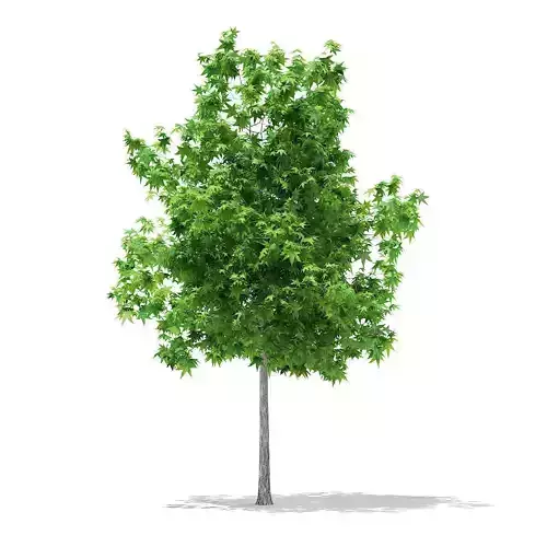 Sweetgum Tree Liquidambar styraciflua 4m