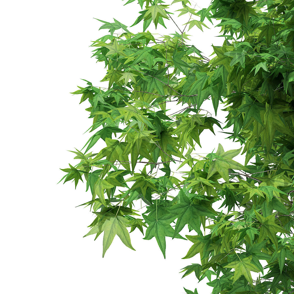 Sweetgum Tree Liquidambar styraciflua 4m 3D model_6
