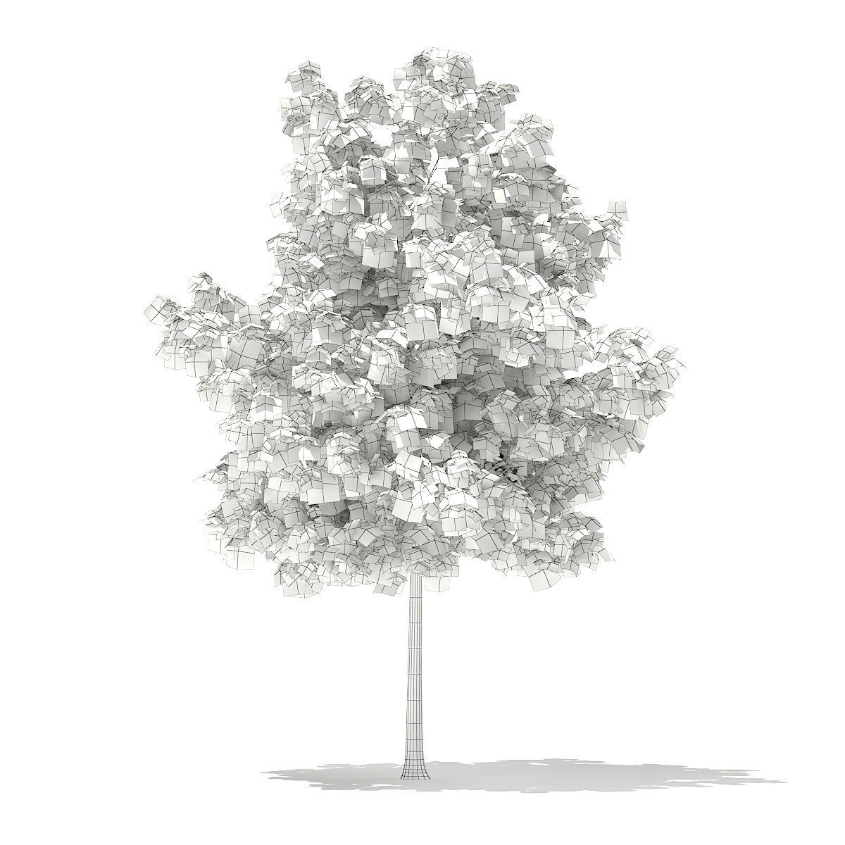 Sweetgum Tree Liquidambar styraciflua 4m 3D model_1
