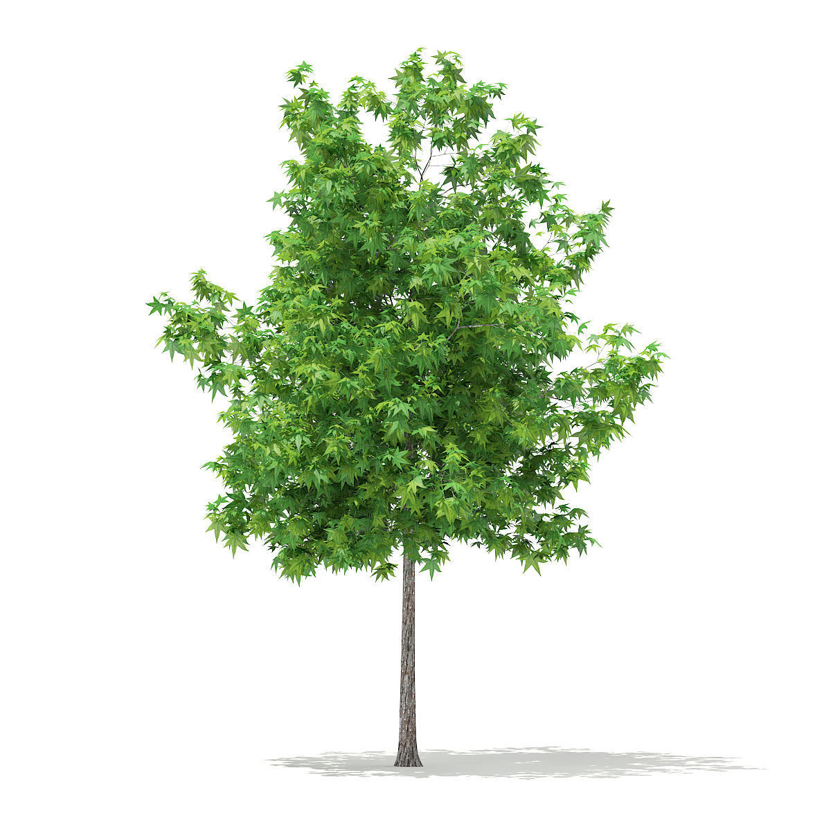 Sweetgum Tree Liquidambar styraciflua 4m 3D model_2