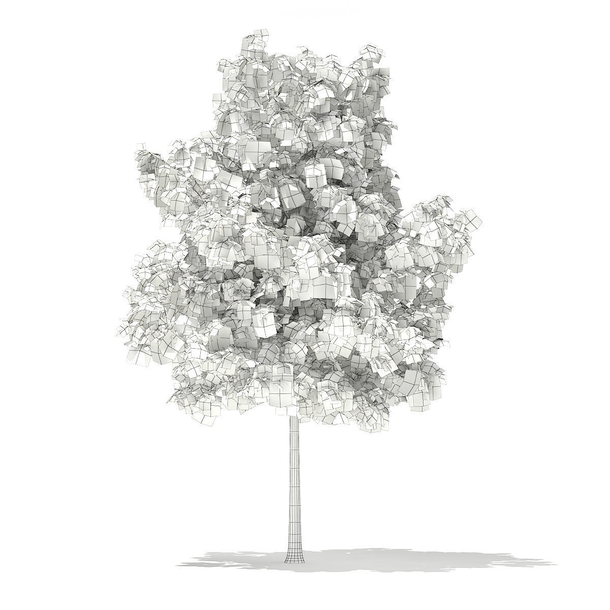 Sweetgum Tree Liquidambar styraciflua 4m 3D model_3